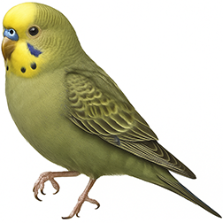 Gray Green Budgie